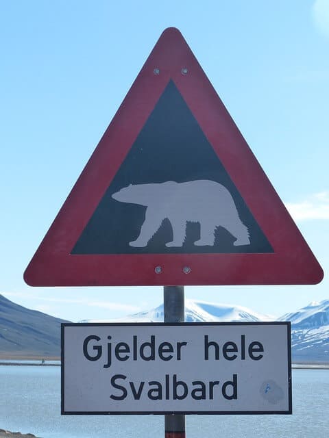ijsbeer spitsbergen