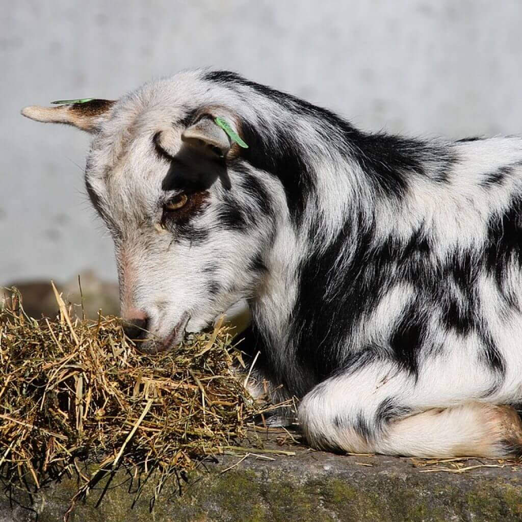 Boerderij Noorwegen