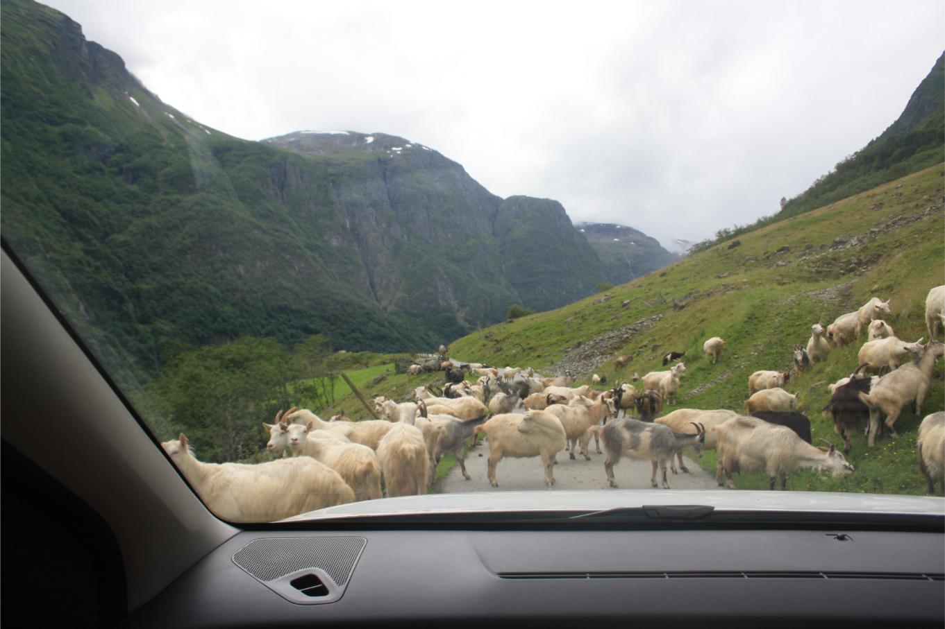 Verkeersdrukte in het Fjordengebied